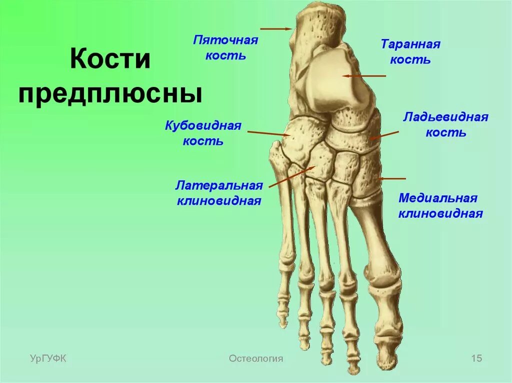Плюсневая кость фото Кости предплюсны
