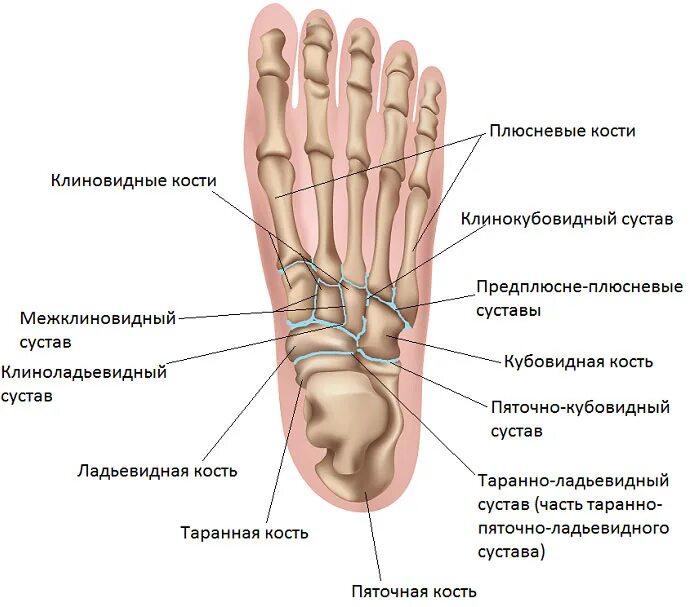 Плюсневая кость где находится фото Болезнь Келера: причины, симптомы, лечение