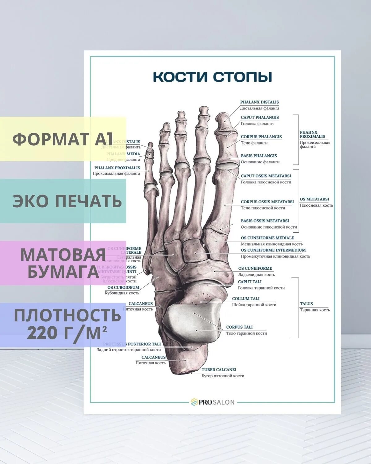 Плюсневая кость где находится фото Плюсневая кость и 1 я фаланга: найдено 75 изображений