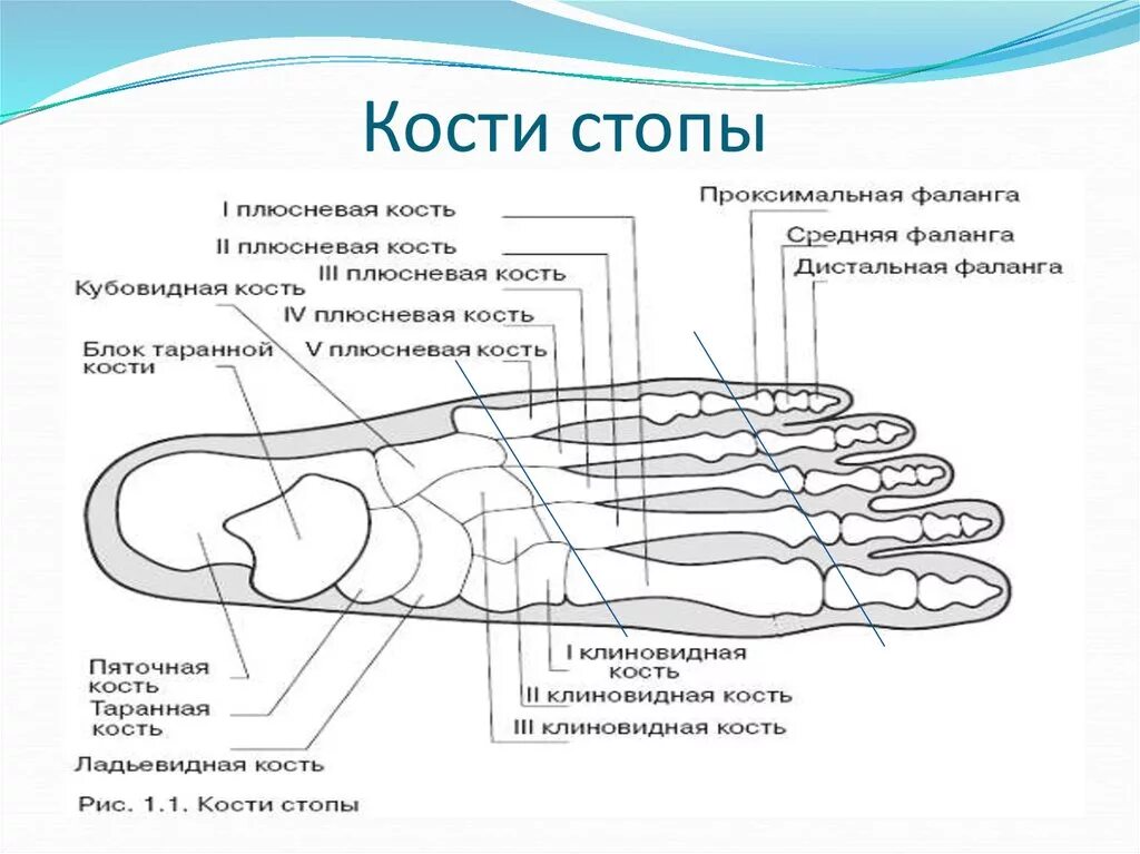 Плюсневая кость где находится фото у человека Картинки ОПИСАНИЕ КОСТИ СТОПЫ