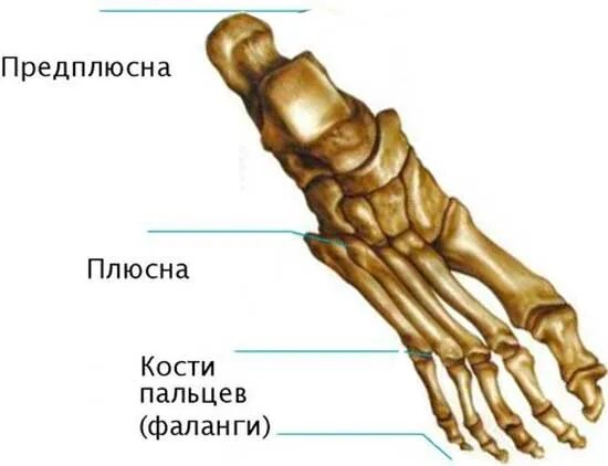 Плюсневая кость где находится фото у человека Плюсна большого пальца