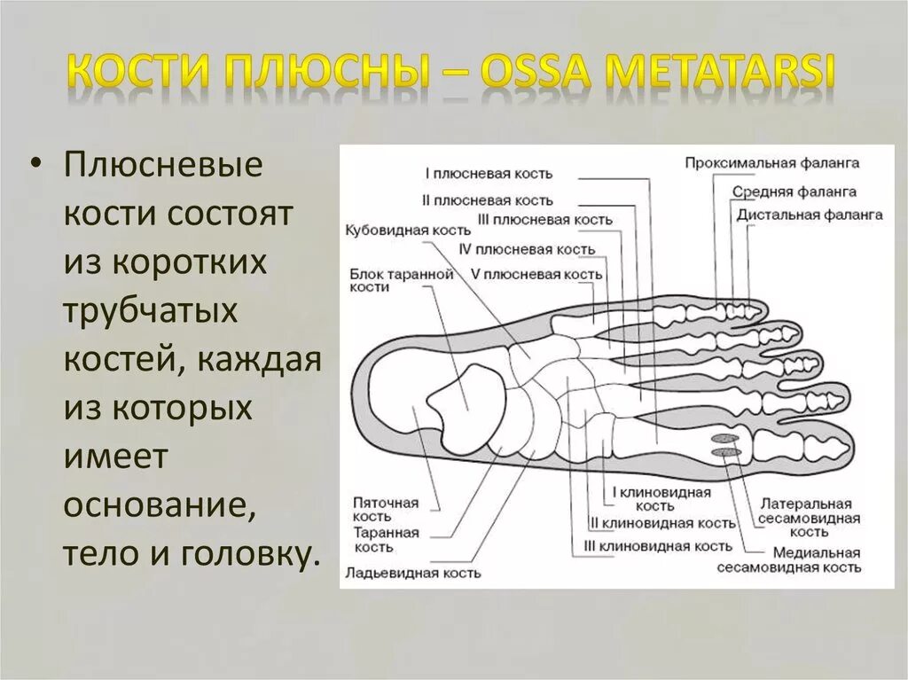 Плюсневая кость где находится фото у человека Плюсневая кость и 1 фаланга пальца ноги: найдено 87 картинок