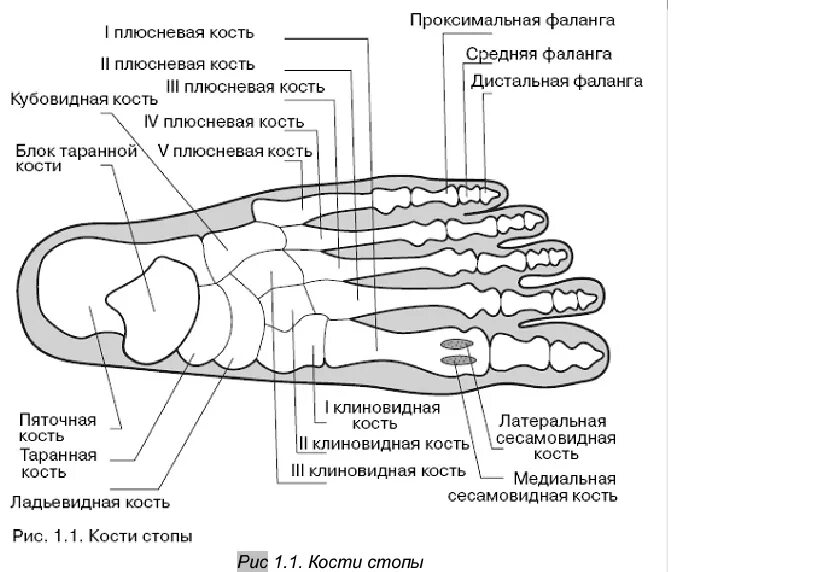 Плюсневая кость где находится фото у человека Схема костей стопы человека