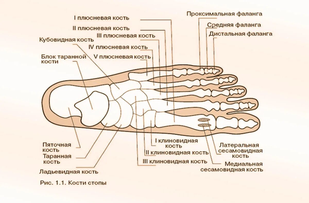 Плюсневая кость где находится фото у человека Плюсна большого пальца