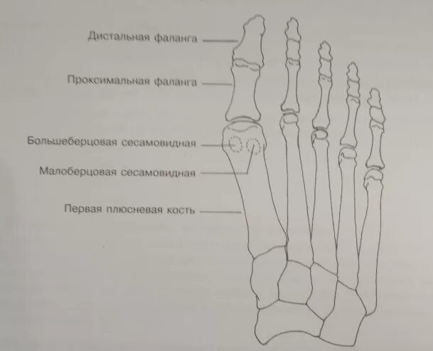 Плюсневая кость где находится фото у человека Перелом плюсневых костей кисти: найдено 79 картинок