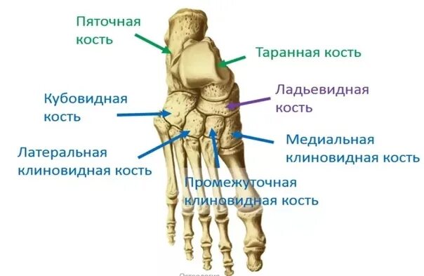 Плюсневая кость где находится фото у человека #органыанатомия Кости запястья и предплюсны. Повтори перед сном 2021 Анатомия: о