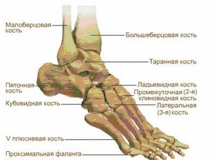 Плюсневая кость на ноге где находится фото Картинки по запросу кости стопы вид сверху Мануал, Человек, Картинки