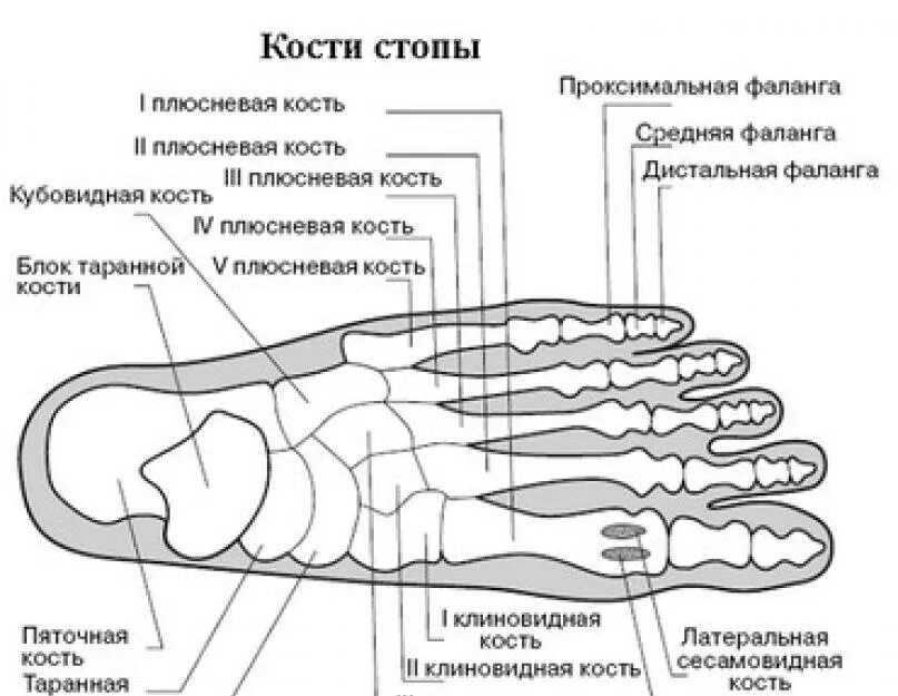 Плюсневая кость на ноге где находится фото Дистальная фаланга пальца ноги: найдено 90 изображений