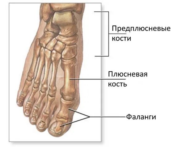 Плюсневая кость на ноге где находится фото Осевой скелет. Скелет конечностей и головы - что это, определение и ответ