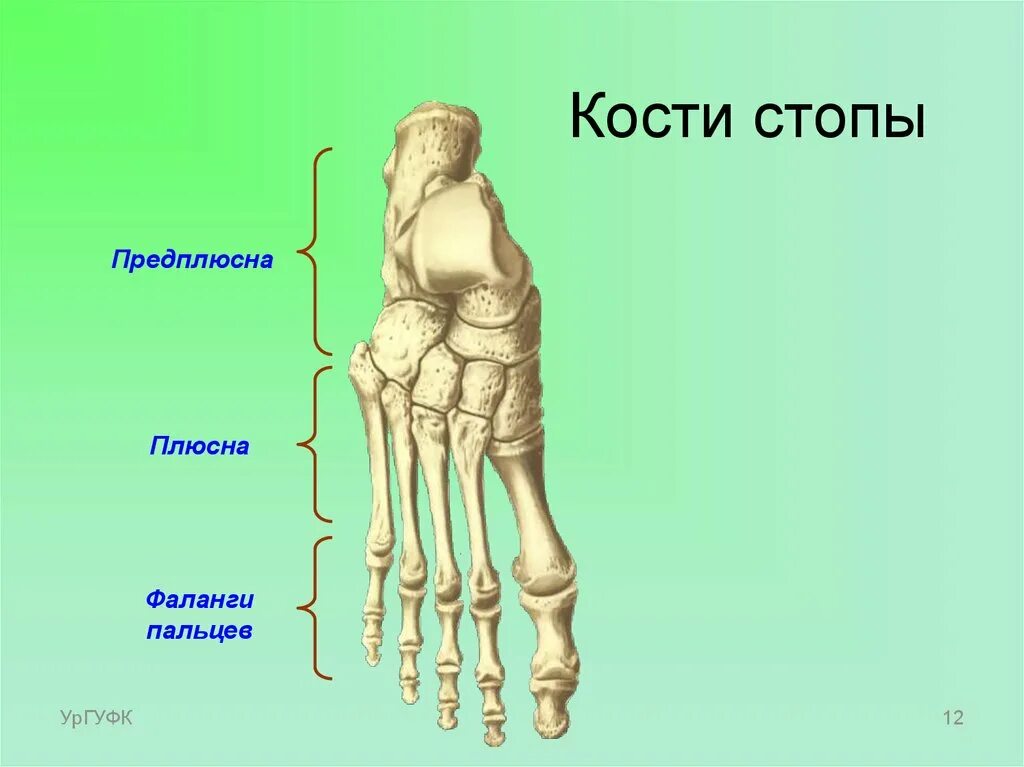Плюсневая кость стопы где находится фото Костная стопа
