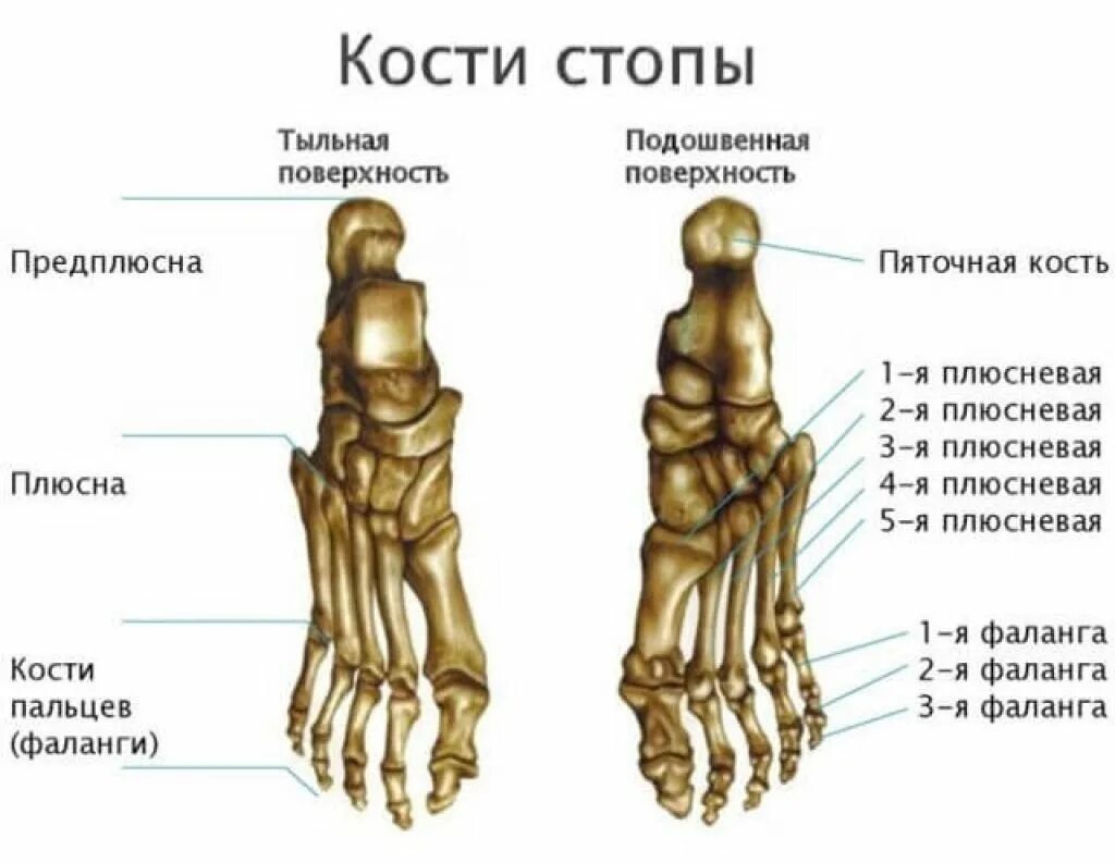 Плюсневые кости стопы фото Какие кости образуют стопу - найдено 90 фото