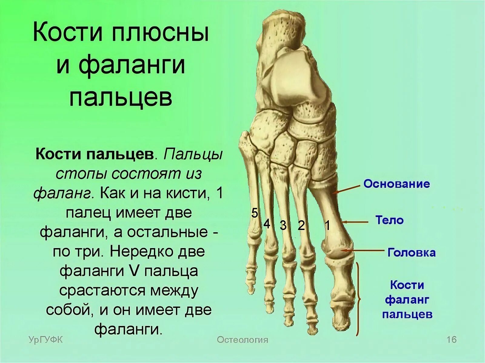 Плюсневые кости стопы фото Стопа состоит из из трех отделов: найдено 89 изображений