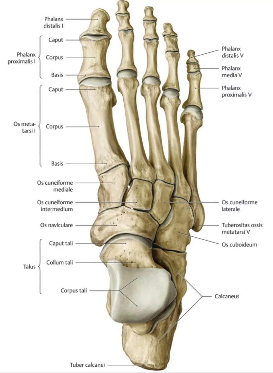 Плюсневые кости стопы фото Pin on Anatomy Reference Human skeleton anatomy, Anatomy bones, Human muscle ana
