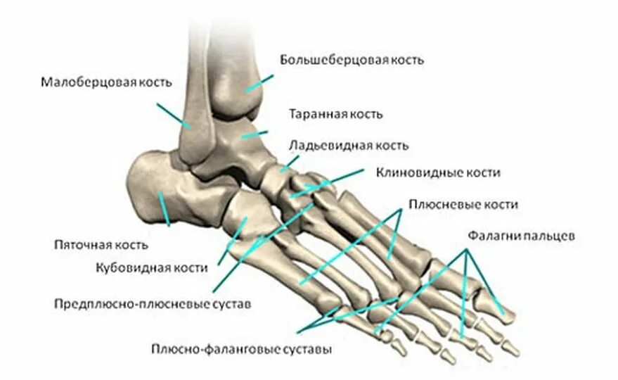 Плюсневые кости стопы фото Картинки ОПИСАНИЕ КОСТИ СТОПЫ