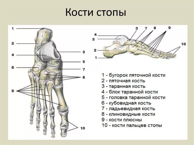 Плюсневые кости стопы фото Пин на доске Пластическая анатомия Судебная медицина, Уроки биологии, Научные ур