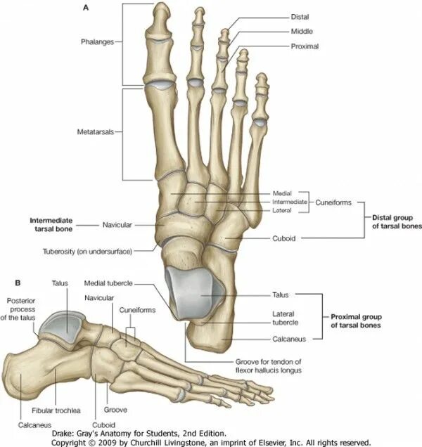 Плюсневые кости стопы фото Pinterest Leg anatomy, Anatomy, Medicine