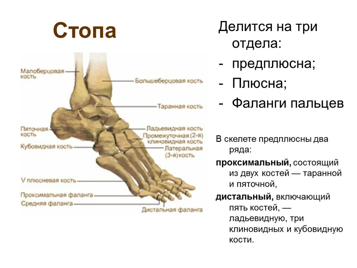 Плюсневые кости стопы фото Нервная система