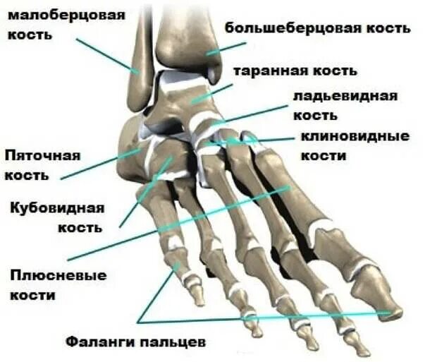 Плюсневые кости стопы фото Семирамида: царица висячих садов и фальшивых слонов - Друзья - Медиаплатформа Ми