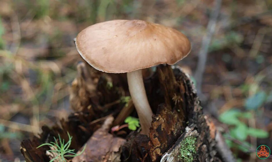 Плютей олений гриб фото Плютей олений - Pluteus cervinus - Грибы Уломы Железной