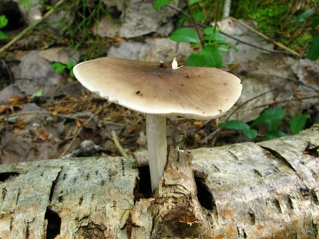 Плютей олений гриб фото Плютей олений (Pluteus cervinus): фото, описание, как готовить и чем пахнет этот