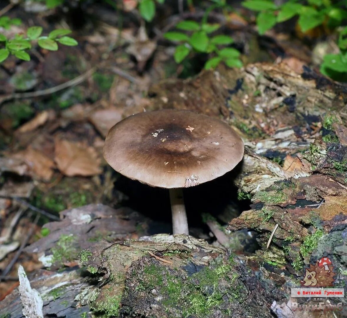 Плютей олений гриб фото Плютей олений (Pluteus cervinus) фото и описание