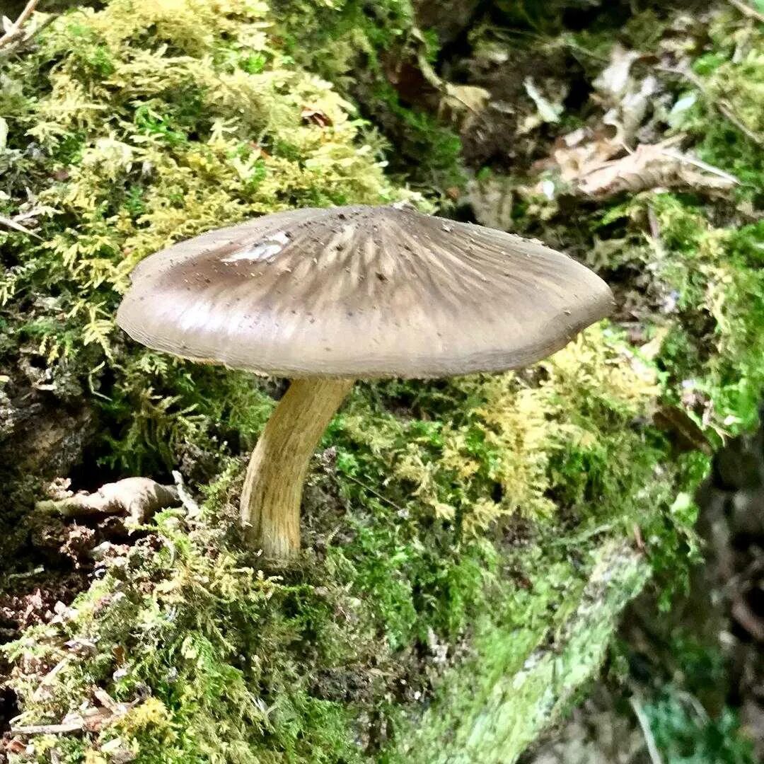 Плютей олений гриб фото Плютей олений (Pluteus cervinus): фото, описание, как готовить и чем пахнет этот