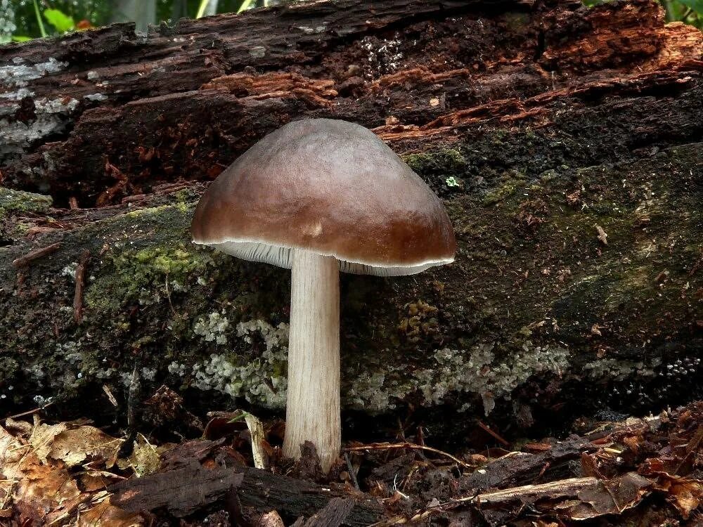 Плютей олений гриб фото Плютей олений (Pluteus cervinus): фото, описание, как готовить и чем пахнет этот