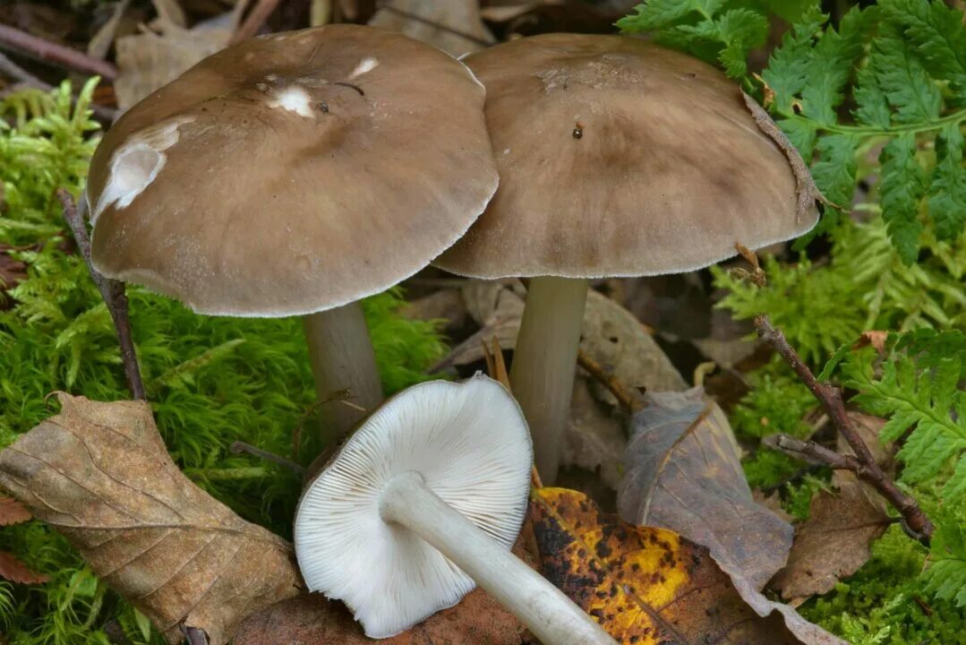 Плютей олений гриб фото Плютей олений (Pluteus cervinus): фото, описание, как готовить и чем пахнет этот