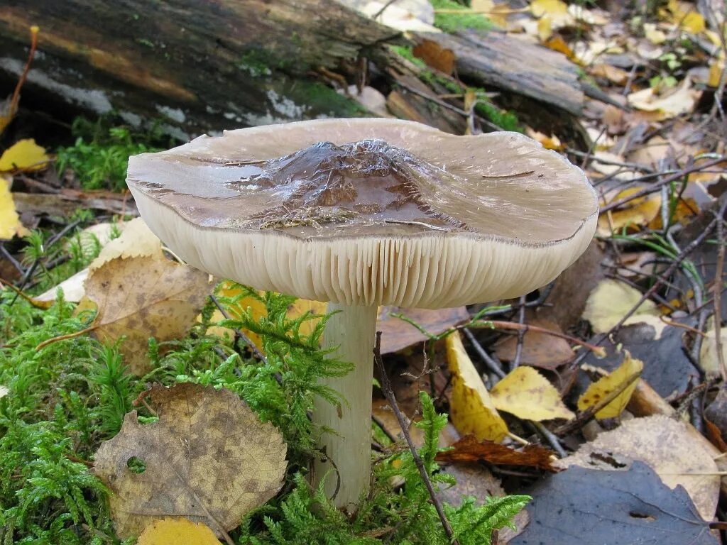 Плютей олений гриб фото Плютей олений (Pluteus cervinus) фотографии, видео и истории