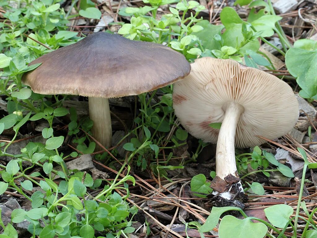 Плютей олений гриб фото MykoWeb -- Fungus Photos