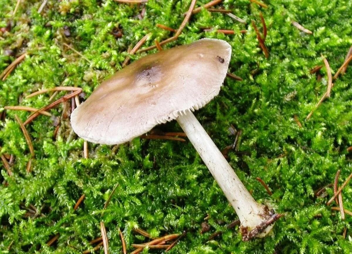 Плютей олений гриб фото и описание Плютей олений (Pluteus cervinus): фото, описание, как готовить и чем пахнет этот