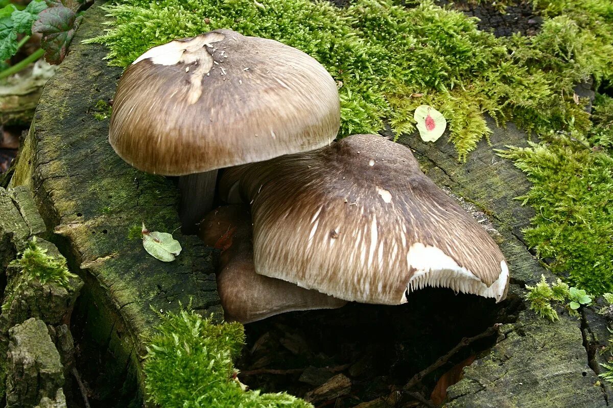 Плютей олений гриб фото и описание Файл:Pluteus cervinus 20080420wa.jpg - Википедия