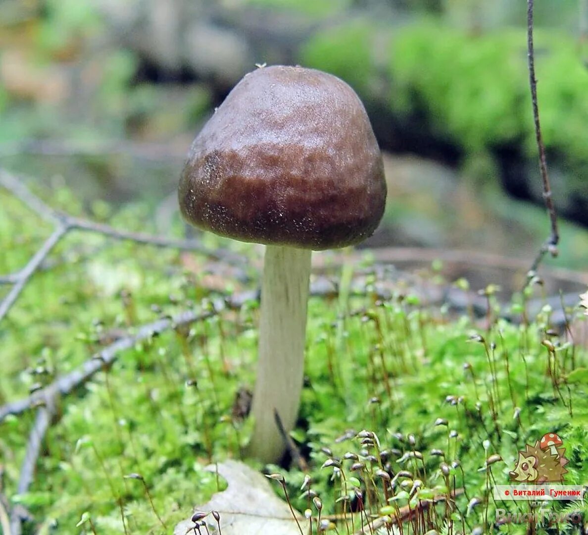 Плютей олений гриб фото и описание Плютей олений (Pluteus cervinus) фото и описание