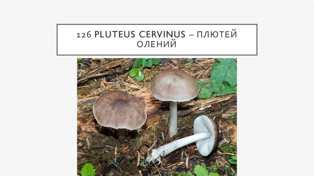Плютей олений гриб фото и описание Плютей олений (Pluteus cervinus): фото, описание, как готовить и чем пахнет этот