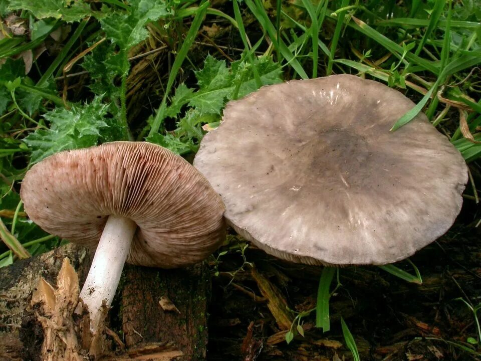 Плютей олений гриб фото и описание Плютей олений (Pluteus cervinus): фото, описание, как готовить и чем пахнет этот