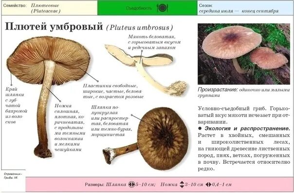 Плютей олений гриб фото и описание Справка - краткие факты. Плютей умбровый. Сапротроф на пнях, остатках древесины 