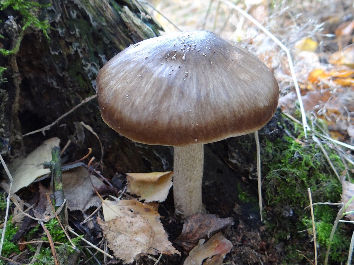 Плютей олений гриб фото и описание ფაილი:Pluteus cervinus a1 (2).JPG - ვიკიპედია