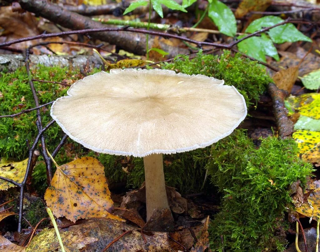 Плютей олений гриб фото и описание Megacollybia platyphylla, Коллибия (мегаколлибия) широкопластинчатая