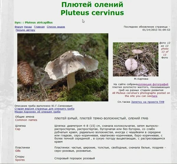 Плютей олений гриб фото и описание Ответы Mail.ru: с какими несъедобными грибами можно спутать ОЛЕНИЙ ГРИБ. ПЛЮТЕЙ 