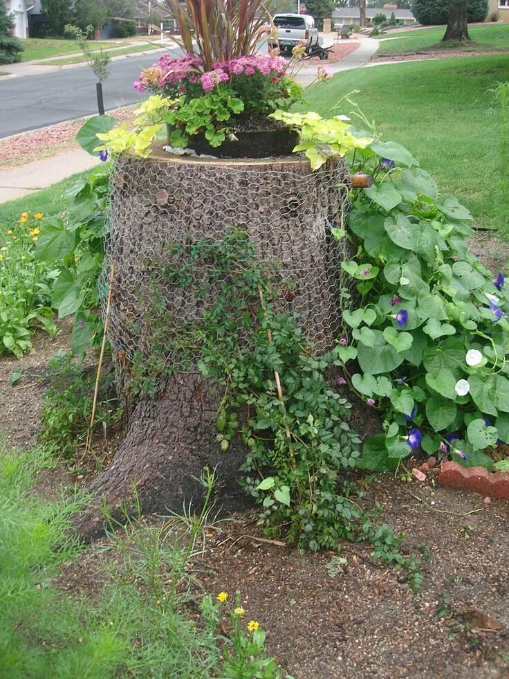 Пни на даче фото Fairy garden plants, Tree stump planter, Garden vines