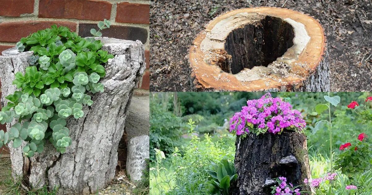 Пни на даче своими руками How to Make a Tree Stump Planter in 4 Easy Steps Tree stump planter, Tree stump 