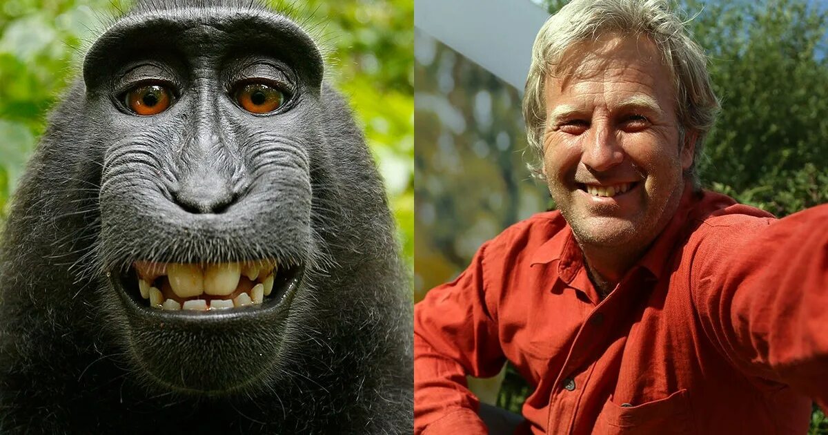 По фото человека определить животное PETA and monkey Naruto sue photographer David Slater over selfie copyright Metro