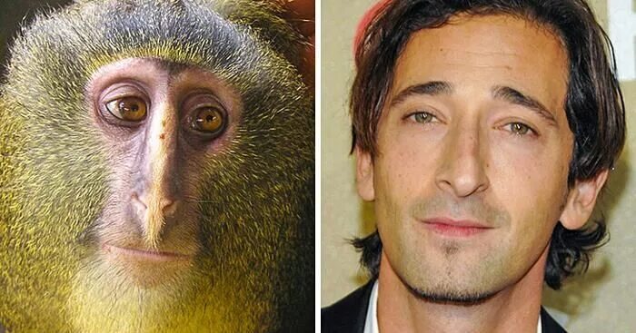 По фото человека определить животное 18 animali che assomigliano incredibilmente a personaggi famosi Richard branson,