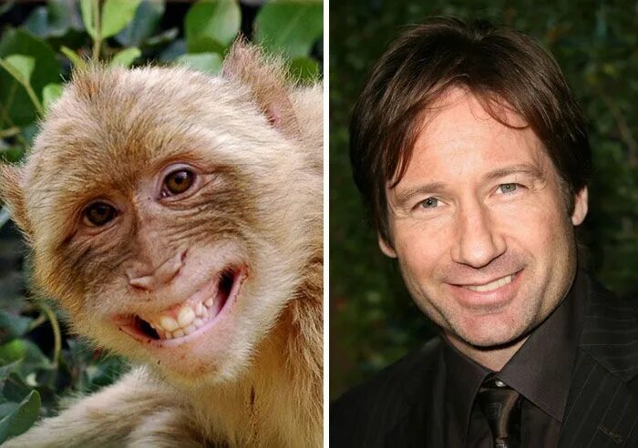 По фото человека определить животное 57 New Celebrity Animal Look A Likes Prove People Look Like Animals Like animals