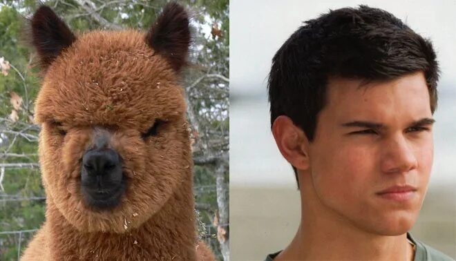 По фото человека определить животное Separated at birth? Like animals, Taylor lautner, Funny photos