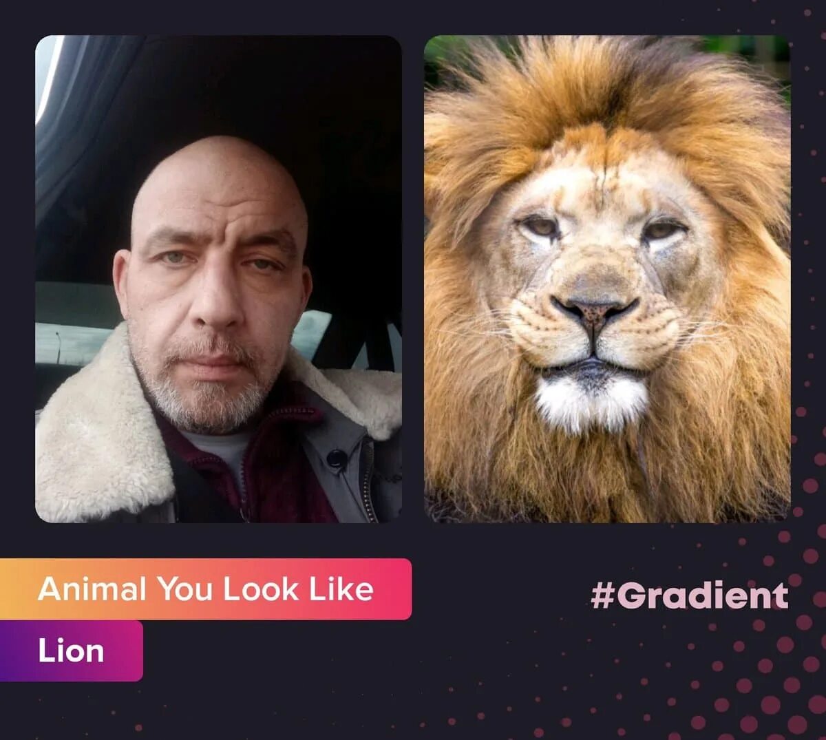 По фото человека определить животное Приложение Gradient определяет по фотографии на какое животное вы похожи