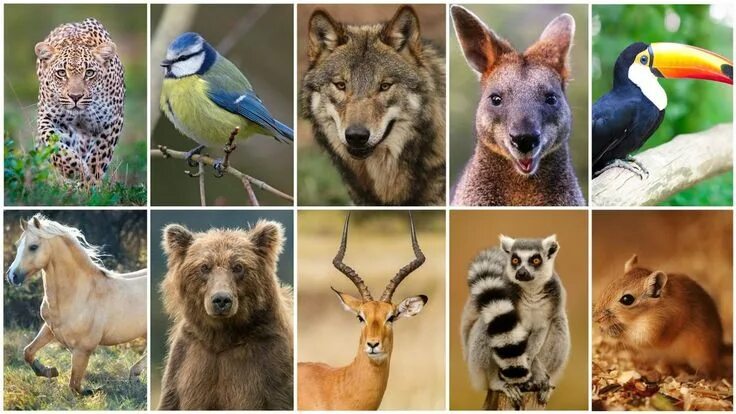 По фото определить какое животное TEST : Quel est votre animal totem ? Totem, Animal totems, Animals