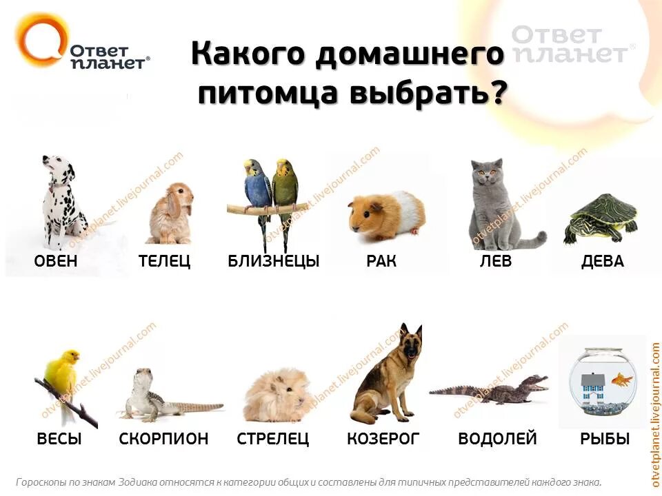 По фото определить какое животное Домашние животные Раки очень нервны и чувствительны к обстановке в доме - Всем у