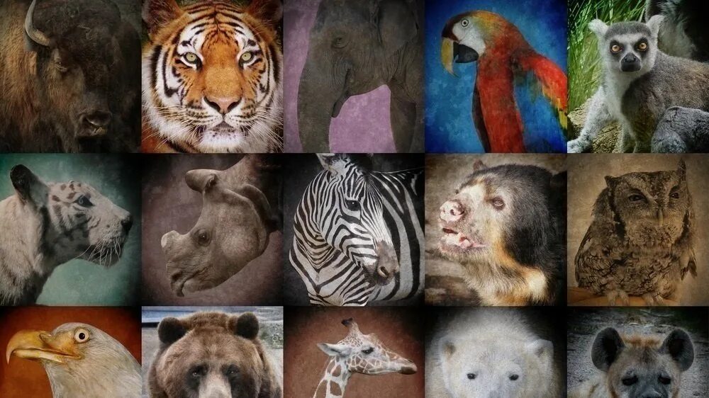 По фото определить какое животное Petition - Help Make Killing Wildlife Animals Illegal - United States - Change.o