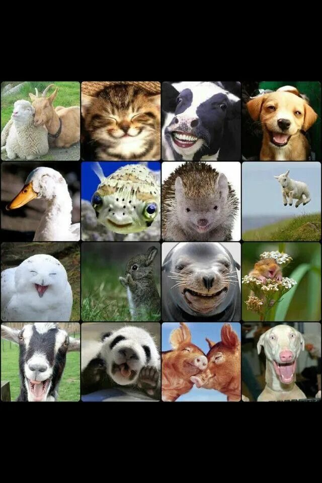 По фото определить какое животное Smile! Animal noses, Animals beautiful, Animals